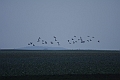 Resize of _MG_4453